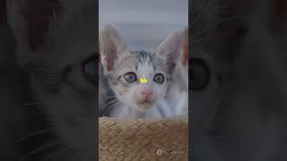 Adorable kittens saying quotMeow Meowquotcat viral viralvideo [upl. by Nawoj]