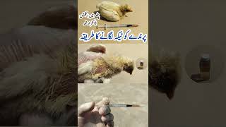 Intramuscular Injection Administration in Poultry Birds  Dr ARSHAD [upl. by Shelia]