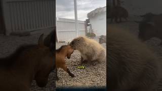 Why is the capybara considered the largest rodent in the world capybara animals [upl. by Kushner]