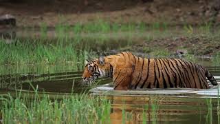 A Wild Beautiful Royal Bengal Female Tiger Panthera Tigris Swimming In A Pool Of Water In Indian For [upl. by Enialem]