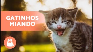 Os melhores miados de GATO BEBÊ 🐱 Gatinhos miando alto 🐱🐱 [upl. by Ynor947]