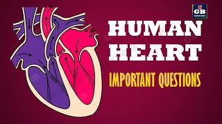 Human Heart Important questions Life processes Ncert class 10 Biology Science cbse syllabus [upl. by Jennine]