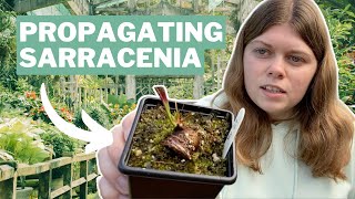 Sarracenia Propagation  Two Essential Techniques From Megan Webb [upl. by Blain873]