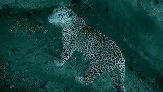 Baby Warthog Trapped With Leopard  Earths Great Rivers Nile  BBC Earth [upl. by Beauregard]