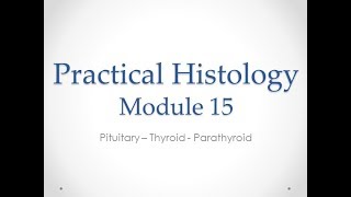 Practical Histology  Module 15 Endocrine  1st section [upl. by Zohar]