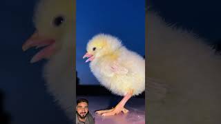 Wow Cutie Color Chicken Video  hen baby cutie sound  murgi sound birds shorts cute [upl. by Elylrac]