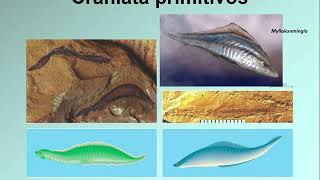 14 2 Craniata y Vertebrata 6 39 [upl. by Ahsienak597]