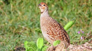 Grey francolin Birds Fighting sounds  Teetar birds Sounds  Teetar birds fighting [upl. by Seagrave996]