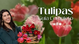 Tulipas  Guia Completo [upl. by Satsok149]