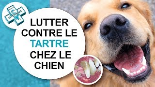 Tuto véto Comment lutter contre le tartre chez le chien  Conseils vétérinaires [upl. by Aube215]