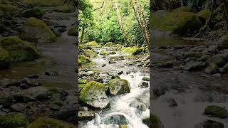 Musique Douce Flûte  Bruit de la Nature  Rivière Tropicale Zen  Méditation et Relaxation  Dormir [upl. by Dyoll]