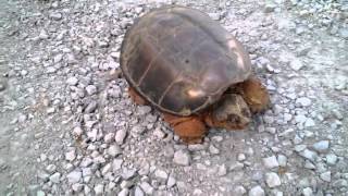 DO NOT mess with this turtle Snapping turtle in scary attack [upl. by Aloysius222]