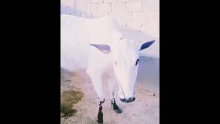 DAISI Cows  NUKKRA BREED  horse utubeshorts cowshed cow villageslife duet animals forest [upl. by Mosley534]