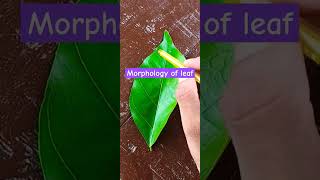 Morphology of a leaf shortvideo morphology [upl. by Ayal]