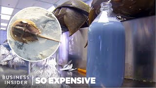 Why Horseshoe Crab Blood Is So Expensive  So Expensive [upl. by Eciram]