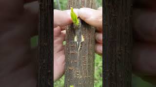 Easy Grafting Techniques plants grafting tree graft nature farming fruittrees yt [upl. by Eskil]