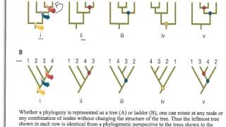 How to Interpret Phylogenetic Trees [upl. by Alleen]