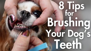 8 Tips for Brushing Your Dogs Teeth At Home  Pet Parent Dog Grooming Tutorial [upl. by Toma]