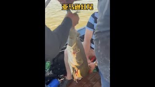 戶外捕魚：漁民在亞馬遜河釣魚時發現了一條翻著白肚皮的紅尾鯰 釣魚 亞馬遜 戶外 [upl. by Atinahs]