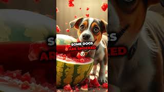 Dogs vs Watermelon Hilarious Reactions [upl. by Elburt]