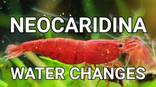 The Only Video You Need To Watch About Neocaridina Shrimp Tank Water Changes [upl. by Rahel]