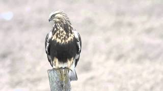 Roughlegged Hawk [upl. by Yesnikcm]