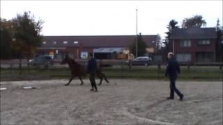 AREZZO VDL X INDOCTRO X BALOUBET DU ROUET SOLDVERKOCHT [upl. by Hartzke]