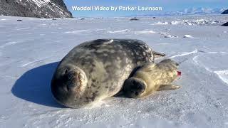 Weddell Seal Pups by Parker [upl. by Alael]