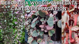 Ceropegia woodii variegata care amp propagation Chain of Hearts String of Hearts [upl. by Infield]