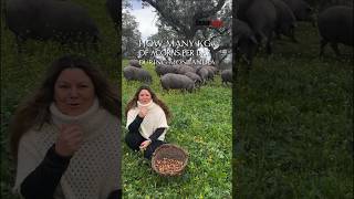 Cuántos Kg de bellotas come el cerdo Ibérico al día 🐽 How many Kg of acorns does the Iberian pig eat [upl. by Ailla887]