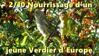 VERDIER NOURRISSAGE et CRIS dUN JUVENILE le 210 [upl. by Anthe526]