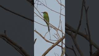 Green bee eater migratory bird youtubeshorts birds wildlife [upl. by Llebana]