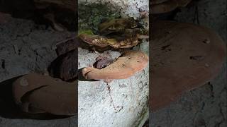 Old Resinous Polypore Mushroom [upl. by Nivad]