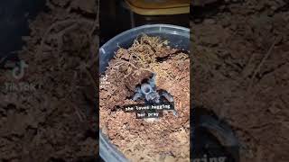 Tliltocatl vagans Tarantula feeding Tarantula Exotic [upl. by Nos605]