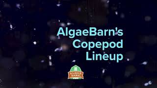 AlgaeBarns Copepod Lineup [upl. by Eihs]