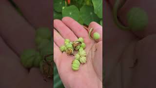 How to Save Seeds for Nasturtiums [upl. by Monahan]