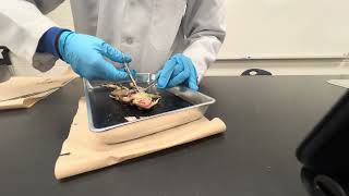 Frog Dissection Grade 10 Science class 2NC2D1 uncut version [upl. by Edwards]