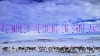 Reindeer Herding in Samiland Finland [upl. by Gans]