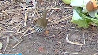 Quick Peek At An Ovenbird [upl. by Jessy]