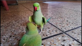 Parrot sound Mithu Mithu [upl. by Ettevets991]