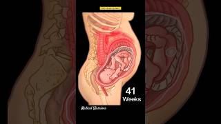 Fetal Development  fetaldevelopment medicalstudent satisfying trending shorts [upl. by Matlick]