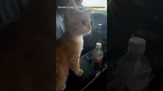 The Cats LaughMaking Daily Life Compilation [upl. by Siroval]