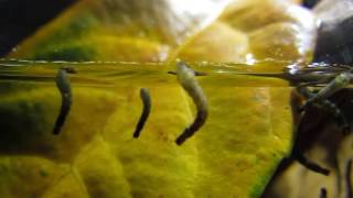 Larvas de Borrachudo Simuliidae [upl. by Carlin]