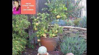 LEMON TREE CARE  GROW LEMON TREE  Meyer Lemon Tree in a Container 🌳CITRUS😀Shirley Bovshow [upl. by Searcy]