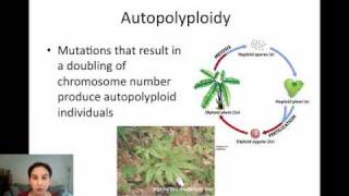 Sympatric Speciation via Polyploidy [upl. by Kenna]