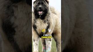 3 Best Farm Dog Breeds for Herding and Protection [upl. by Nyllek924]