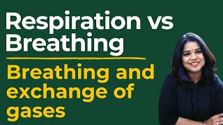 Difference Between Respiration and Breathing  Cellular Respiration  Breathing amp Exchange of Gases [upl. by Server]