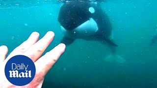 Incredible moment killer whales brush past swimmer in New Zealand [upl. by Ayatal]