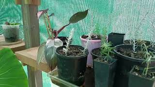 Eremophila propagation [upl. by Allis280]