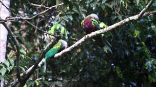 Wompoo Fruit Dove  calling with mate [upl. by Anneiv]